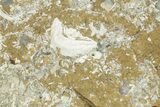 Ordovician Kukersite Oil Shale w/ Bryozoan & Brachiopod Fossils #369566-1